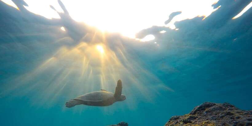 Mirissa: Snorkeling Experience with Turtles - What to bring and how to behave in the water