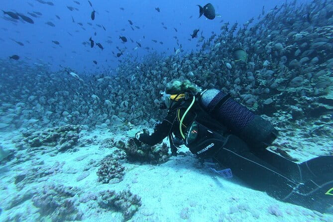 Mirissa Unforgettable Snorkeling Experience with Turtles - Is $24 good value in Mirissa?