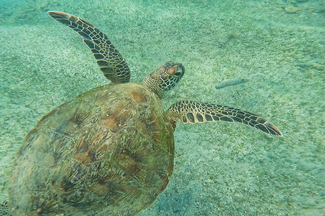 Mirissa Unforgettable Snorkeling Experience with Turtles - Who should book this experience?