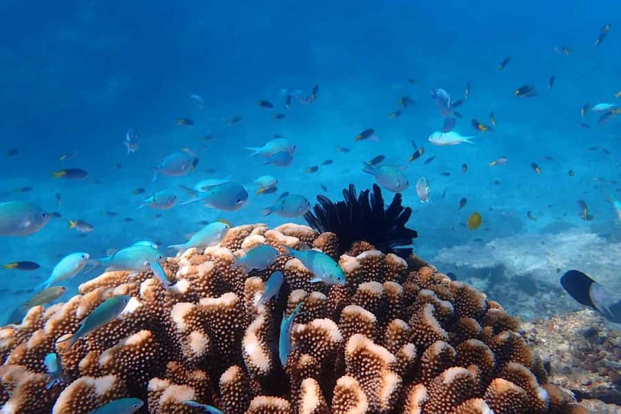 Mission Beach: Outer Great Barrier Reef & Dunk Island Tour - Who should choose this day out?