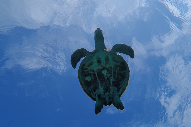 [Miyako Island/Half Day] Sea Turtle Snorkeling - Snorkeling among coral, fish, and turtles