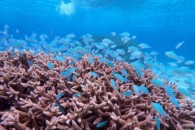 [Miyako Island/Half Day] Sea Turtle Snorkeling - Free photos are a real part of the value