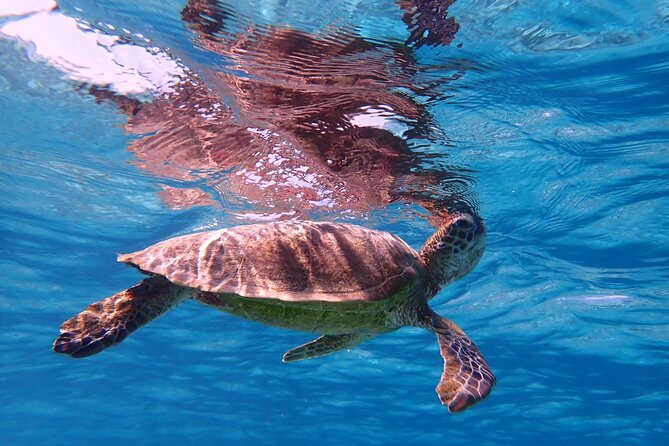 [Miyako Island/Half Day] Sea Turtle Snorkeling - How the schedule fits into a Miyakojima day