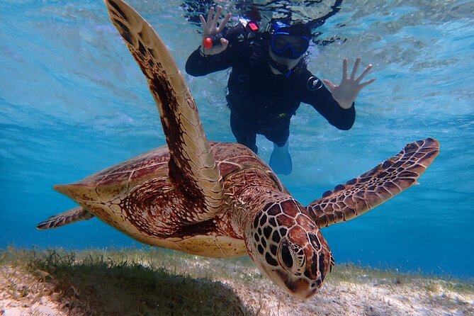 [Miyako Island/Half Day] Sea Turtle Snorkeling - Is $45.76 good value?