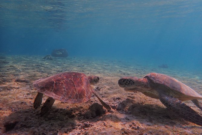 [Miyako Island/Half Day] Sea Turtle Snorkeling - Getting ready with a life jacket and mask