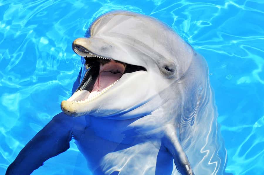 Mnemba dolphin & snorkel: from matemwe, pwani, kwingwa, Uroa - What the $52 Mnemba trip really includes