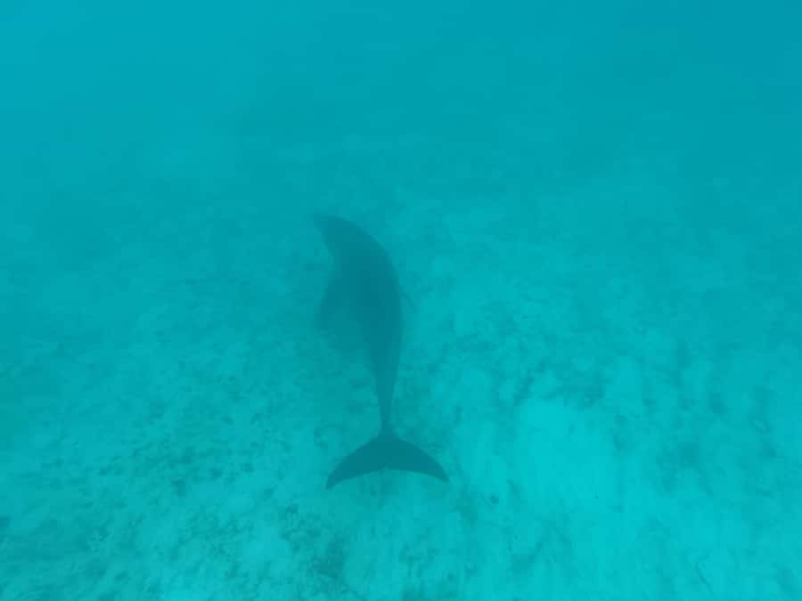 Mnemba dolphin & snorkel: from matemwe, pwani, kwingwa, Uroa - Second stop: reefs and fish around Mnemba