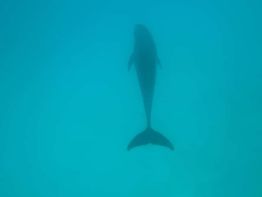 Mnemba dolphin & snorkel: from matemwe, pwani, kwingwa, Uroa - The guides can shape the whole morning