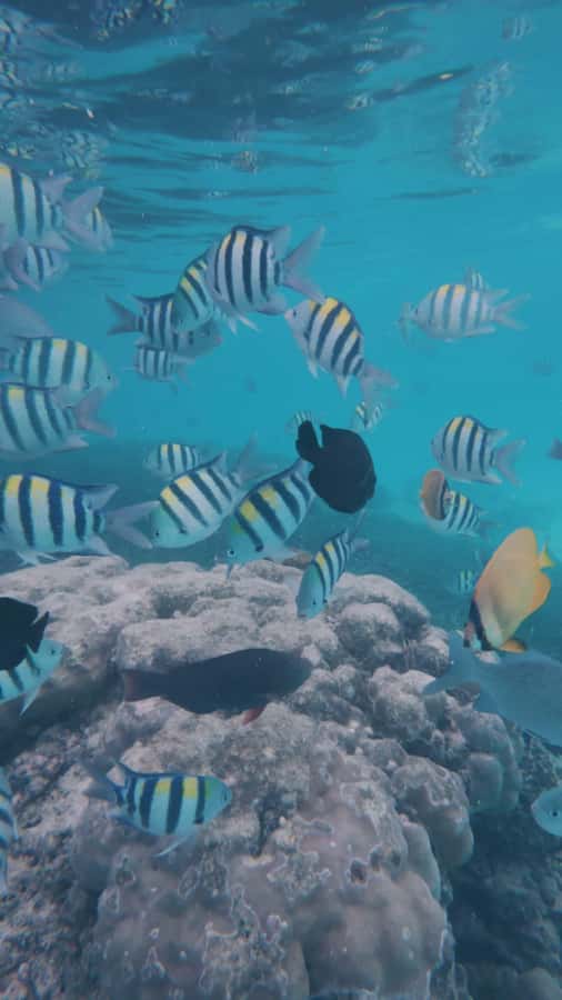 Mnemba Island: Dolphin Swim & Snorkeling with Optional Lunch - Is $21 Good Value?