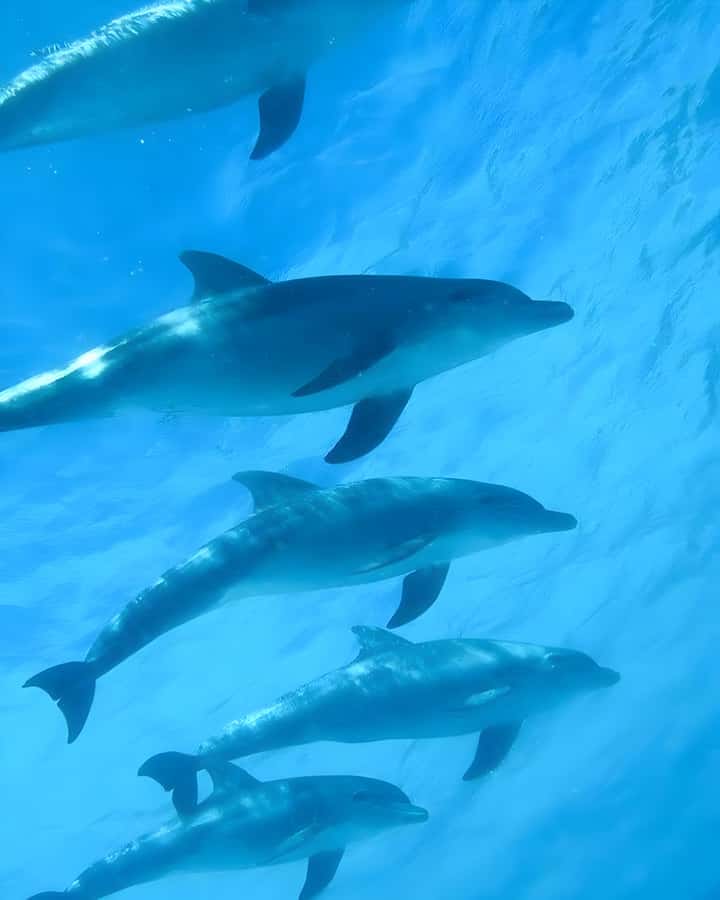 Mnemba Island: Dolphin Swim & Snorkeling with Optional Lunch - Getting to Muyuni Beach Near Matemwe