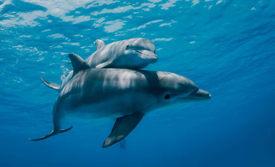 Mnemba Island: Dolphin Swim & Snorkeling with Optional Lunch - Dolphin Watching Near Mnemba Island