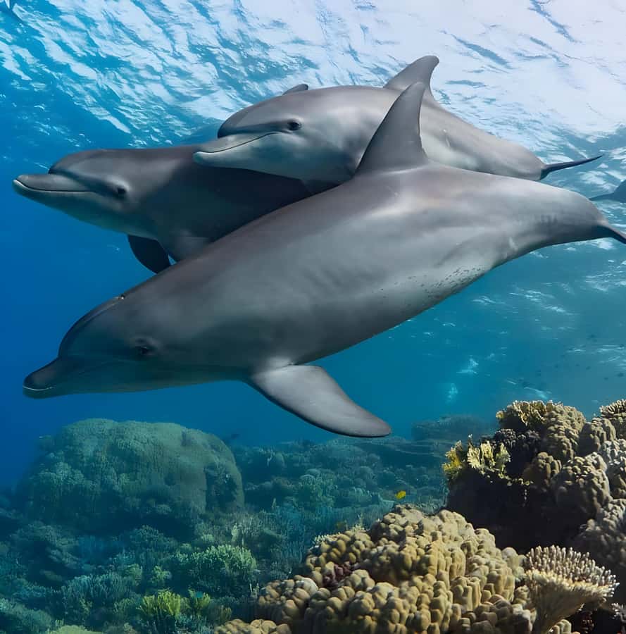 Mnemba Island: Dolphin Swim & Snorkeling with Optional Lunch - Snorkeling at Mnemba Atoll Marine Park