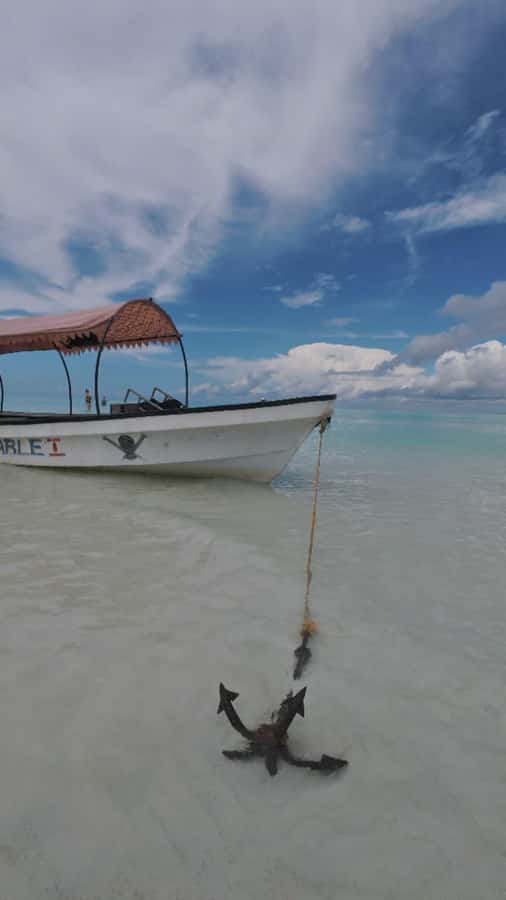 Mnemba Island: Dolphin Swim & Snorkeling with Optional Lunch - White Sand, Fruit, and the Island View