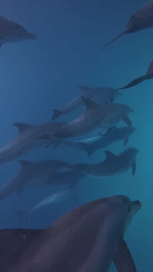 Mnemba Island: Dolphin Swim & Snorkeling with Optional Lunch - How the Timing Can Change Your Day