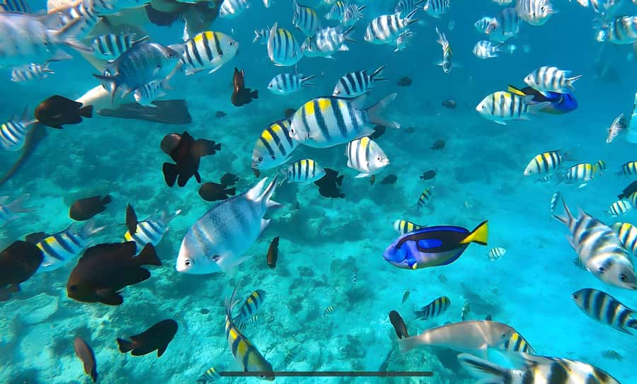 Mnemba Island: Dolphin Swim & Snorkeling with Optional Lunch - The Short Boat Ride Toward Mnemba Island