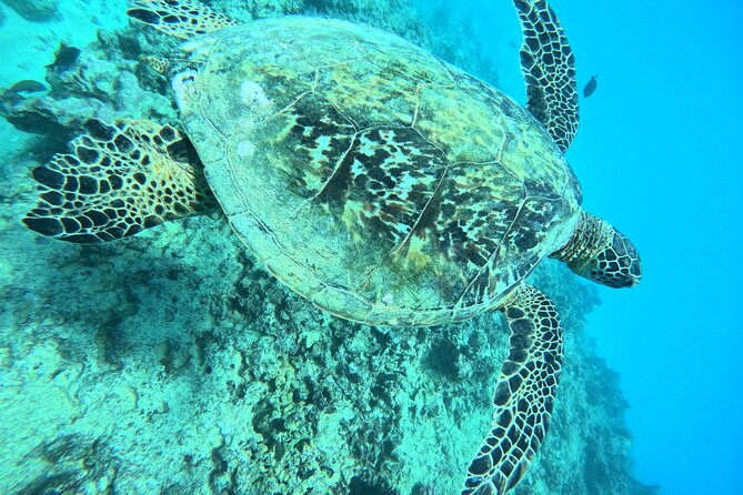 Moana’s Waikīkī Grand Guided Turtle Snorkel & Sailing Adventure - Why the crew matters for families