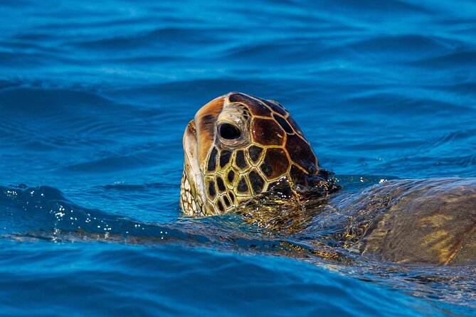 Moana’s Waikīkī Grand Guided Turtle Snorkel & Sailing Adventure - Sailing back with a drink in hand