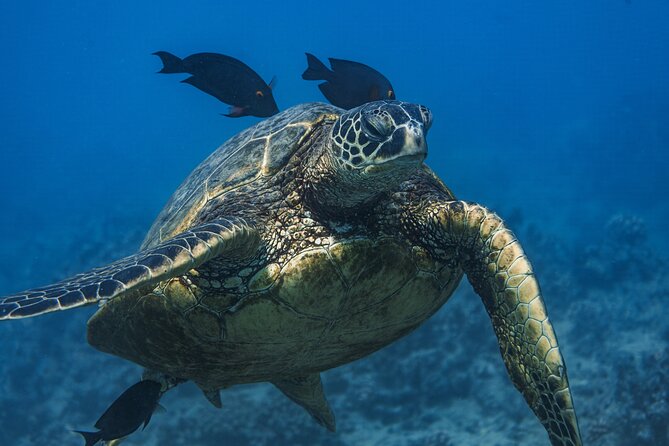 Moana’s Waikīkī Grand Guided Turtle Snorkel & Sailing Adventure - Reaching Turtle Canyon and getting into the water