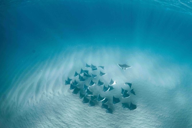 Mobula Ray Snorkeling - Key things to know before you book