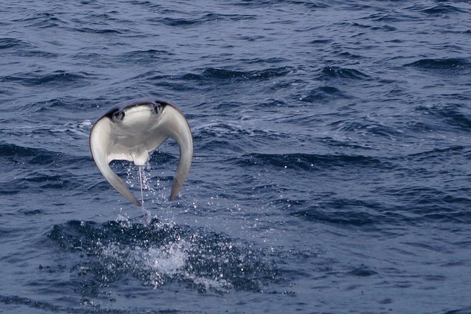 Mobula Ray Snorkeling - Setting out from Cabo San Lucas Marina