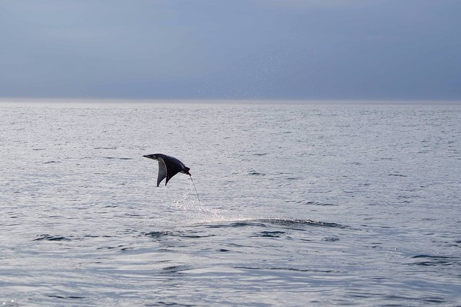 Mobula Ray Snorkeling - What the snorkeling portion feels like