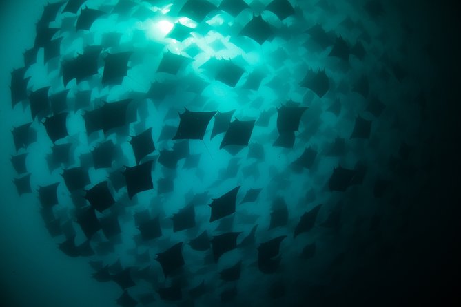 Mobula Ray Snorkeling - Marine biology adds value to the boat ride