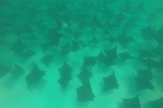 Mobula Ray Snorkeling - Who will enjoy this most