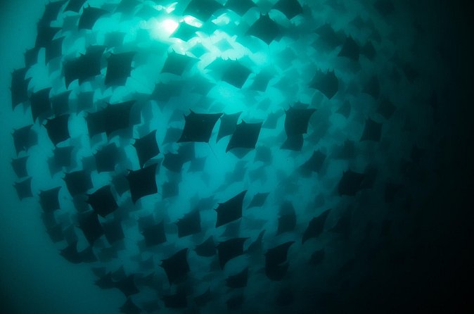Mobula Ray Snorkeling - Timing, weather, and cancellation details