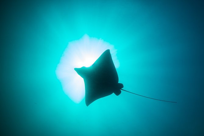 Mobula Ray Snorkeling - Searching for the migrating mobulas