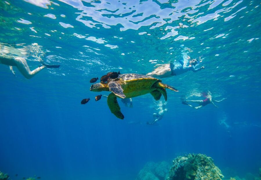 Molokini Crater Snorkel & Whale Watching (Dec 15 – Mar 30) - Key things to know before you book