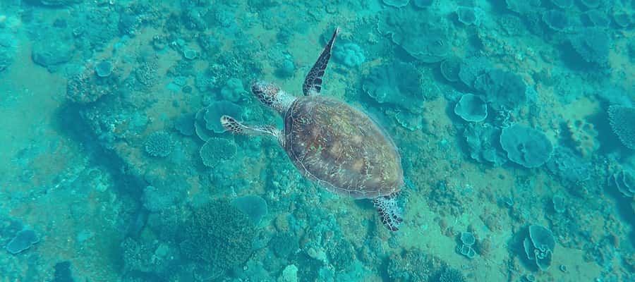 Mooloolaba: Snorkel with Turtles Mudjimba Island - Is $63 good value?
