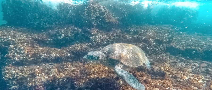 Mooloolaba: Snorkel with Turtles Mudjimba Island - Who will enjoy this most?