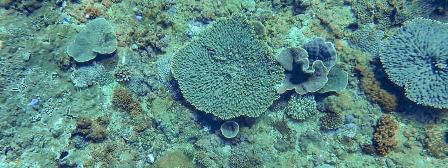Mooloolaba: Snorkel with Turtles Mudjimba Island - Practical tips for a better outing