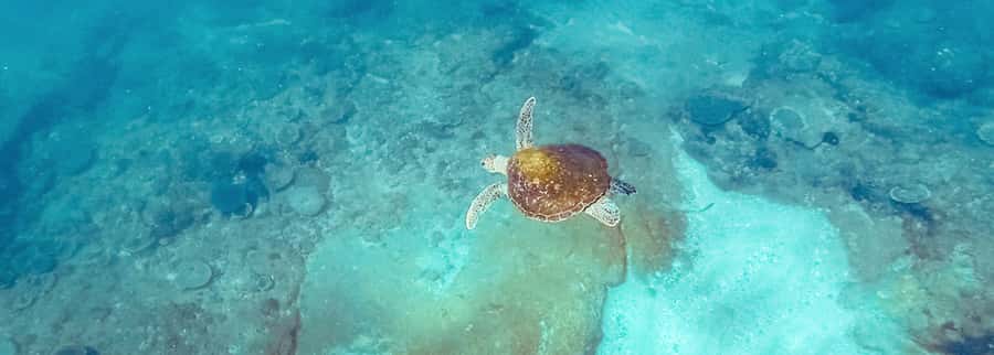 Mooloolaba: Snorkel with Turtles Mudjimba Island - Getting fitted out with Sunreef Mooloolaba