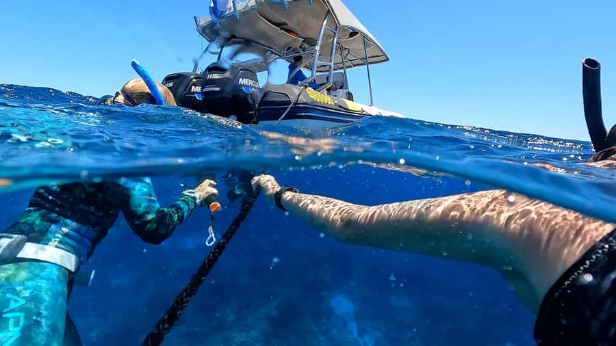 Mooloolaba: Turtle Snorkel & Swim at Mudjimba Island - Key things to know before you book