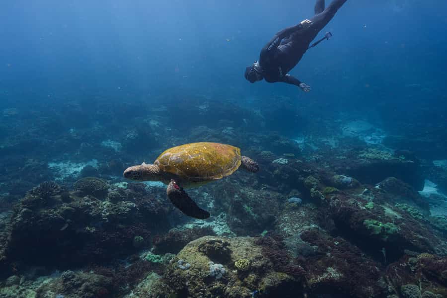 Mooloolaba: Turtle Snorkel & Swim at Mudjimba Island - A small boat trip from The Wharf Mooloolaba