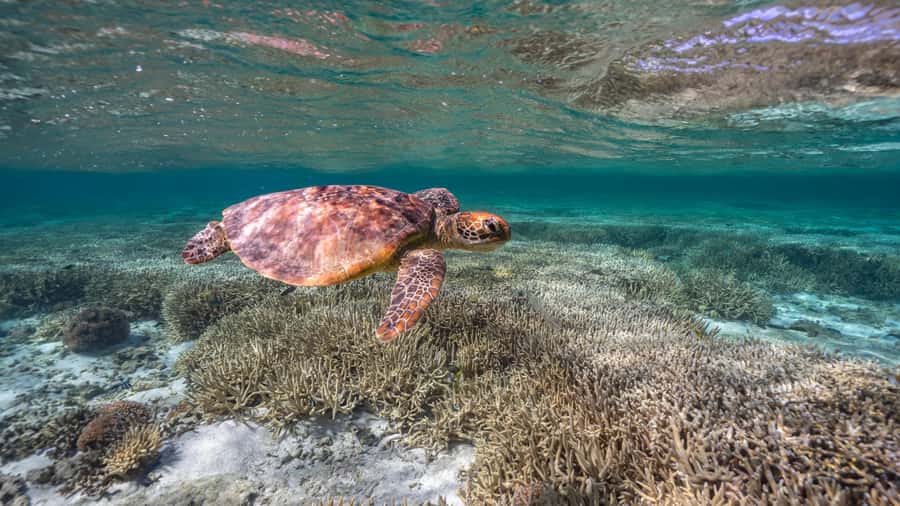 Mooloolaba: Turtle Snorkel & Swim at Mudjimba Island - Mudjimba Island and the turtle encounter