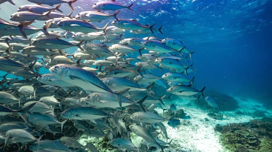 Mooloolaba: Turtle Snorkel & Swim at Mudjimba Island - Why the four-person average matters