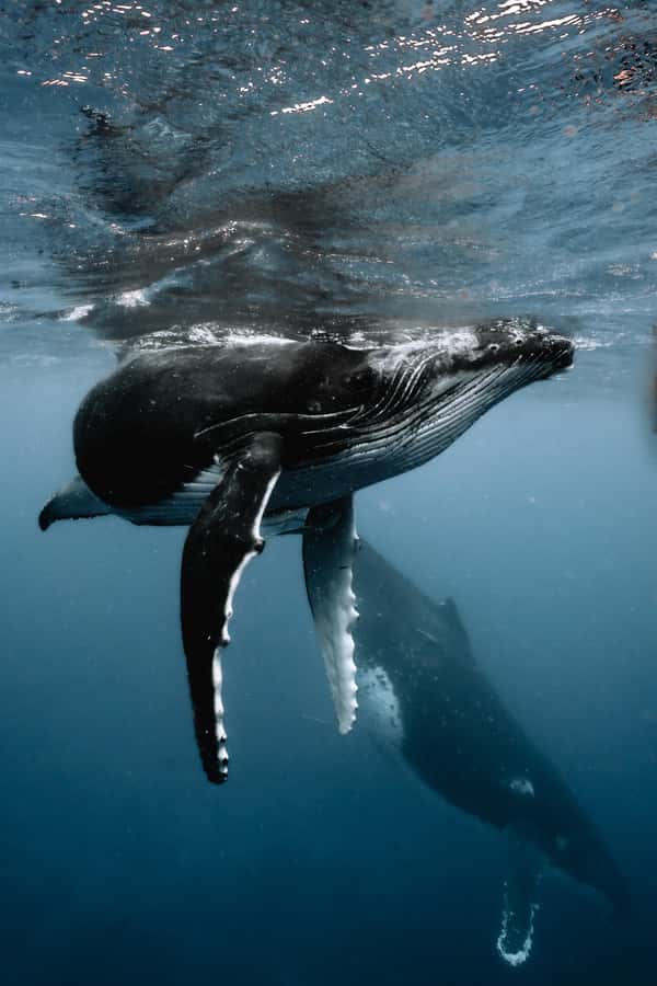 Moorea 4H Shared Boat Tour Whale Swimming and Snorkeling - Four hours on Moorea’s open water