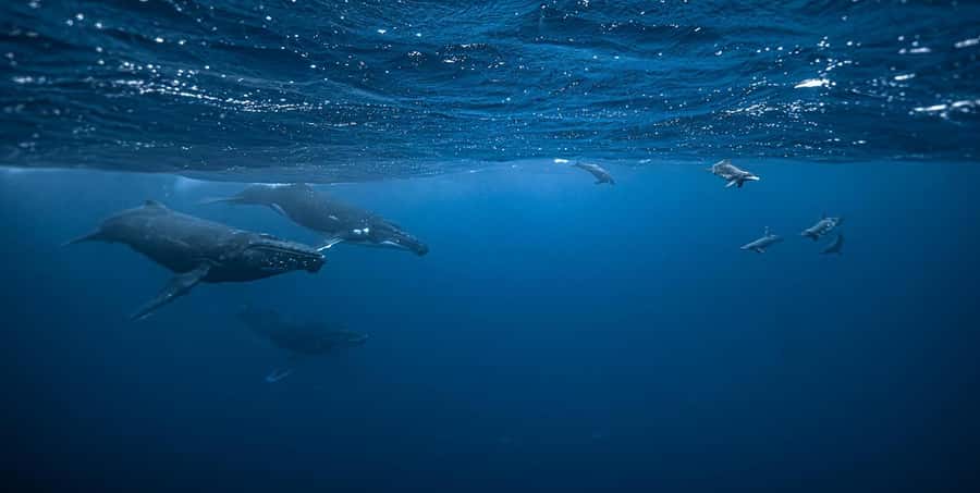 Moorea 4H Shared Boat Tour Whale Swimming and Snorkeling - Searching for humpback whales from August to November