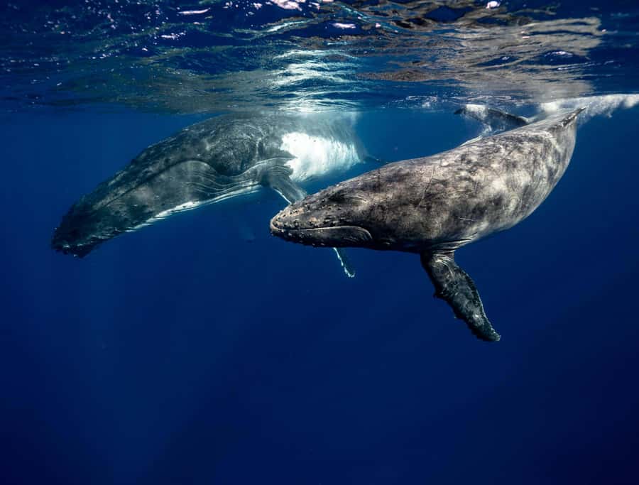 Moorea 4H Shared Boat Tour Whale Swimming and Snorkeling - What the water time feels like