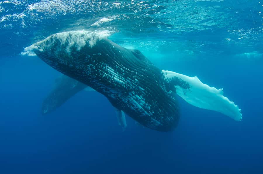 Moorea 4H Shared Boat Tour Whale Swimming and Snorkeling - Lagoon stops with rays, sharks, turtles, and fish
