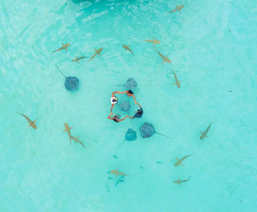 Moorea 4H Shared Boat Tour Whale Swimming and Snorkeling - The scenery between wildlife stops