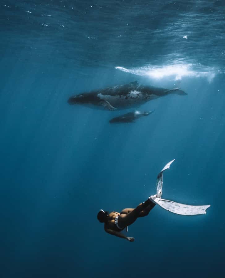 Moorea 4H Shared Boat Tour Whale Swimming and Snorkeling - Fruit, drinks, and the small-boat atmosphere
