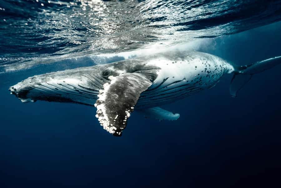 Moorea 4H Shared Boat Tour Whale Swimming and Snorkeling - Guides Yannick and Clovis make a difference