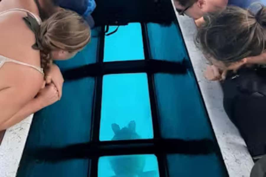 Moorea: Glass Bottom Boat Adventure with Lagoon Wonders - Why this Moorea boat trip feels different