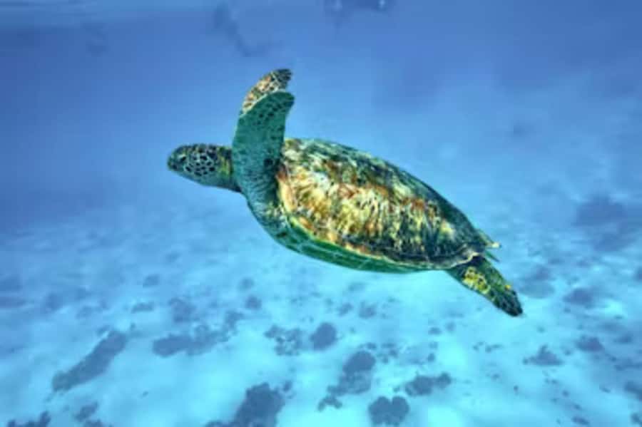 Moorea: Glass Bottom Boat Adventure with Lagoon Wonders - First stop: swimming with Moorea’s sea turtles