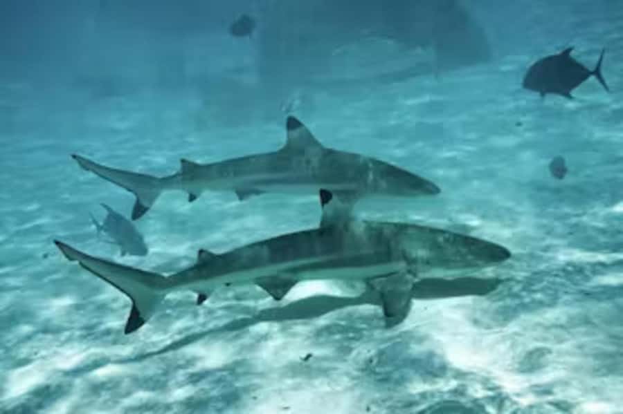 Moorea: Glass Bottom Boat Adventure with Lagoon Wonders - What the $148 price includes