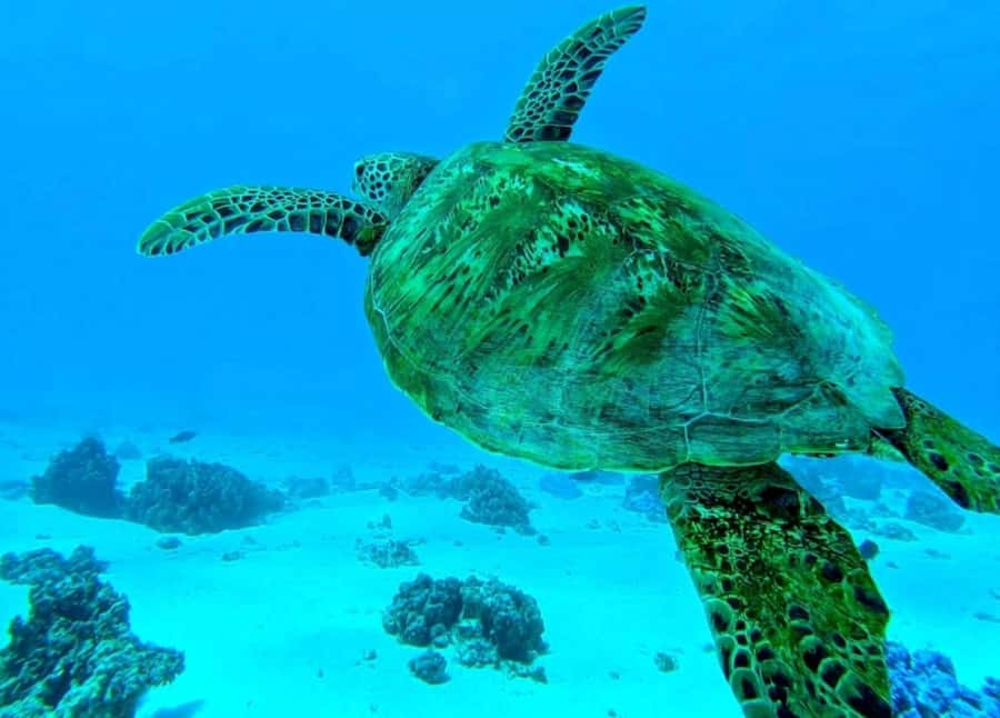 Moorea: Lagoon and Reef Snorkeling Tour with Drinks - Starting at Coco Beach in Tiahura