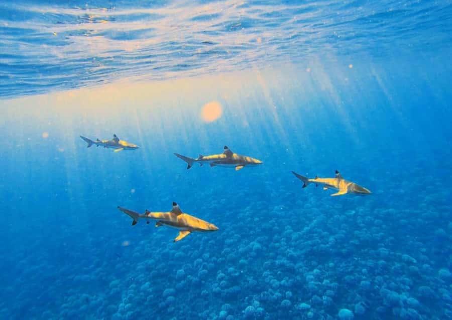 Moorea: Lagoon and Reef Snorkeling Tour with Drinks - The outer reef: sharks and open water
